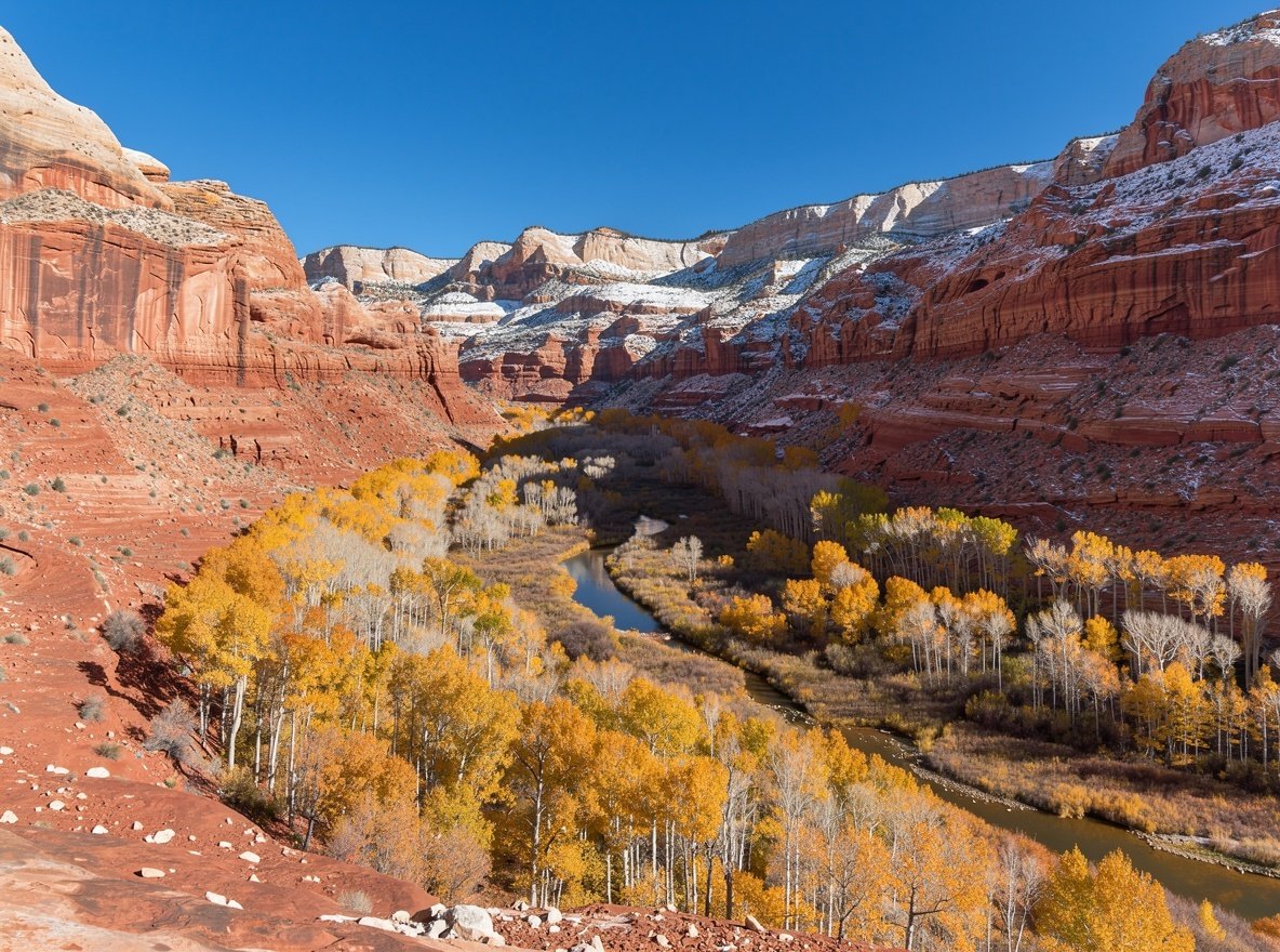 A Utah canyon in autumn with golden cottonwood foliage and early snow on the highest rims